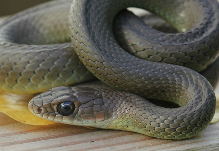 Yellowbelly Racer